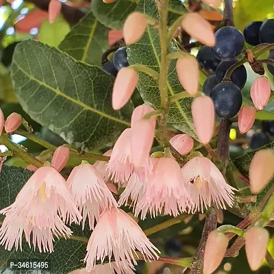 Natural Rudraksha Plant-thumb0