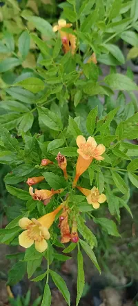 Natural Tecoma Plant-thumb2