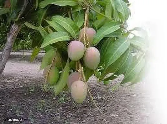 Natural Mango Plant-thumb0