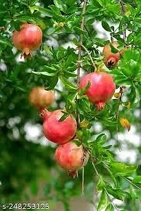 Natural Pomegranate Plant-thumb1