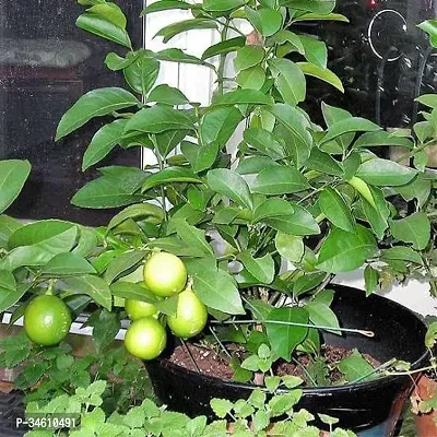 Natural Lemon Plant-thumb0