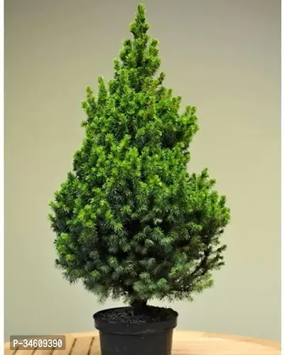 Natural Christmas Tree Plant-thumb0