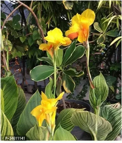 Natural Canna Lily Plant-thumb0