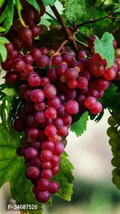 Natural Grapes Plant-thumb0