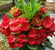 Natural Euphorbia Francoisii Plant-thumb1