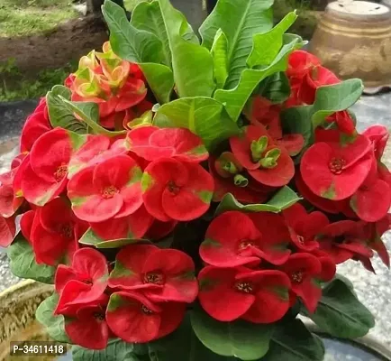 Natural Euphorbia Francoisii Plant-thumb2