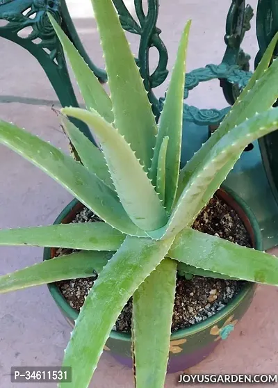 Natural Aloe Vera Plant-thumb0