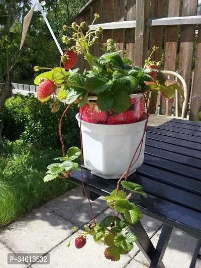 Natural Strawberry Plant-thumb0