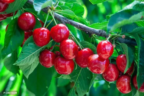 Natural Cherry Fruit Plant-thumb0