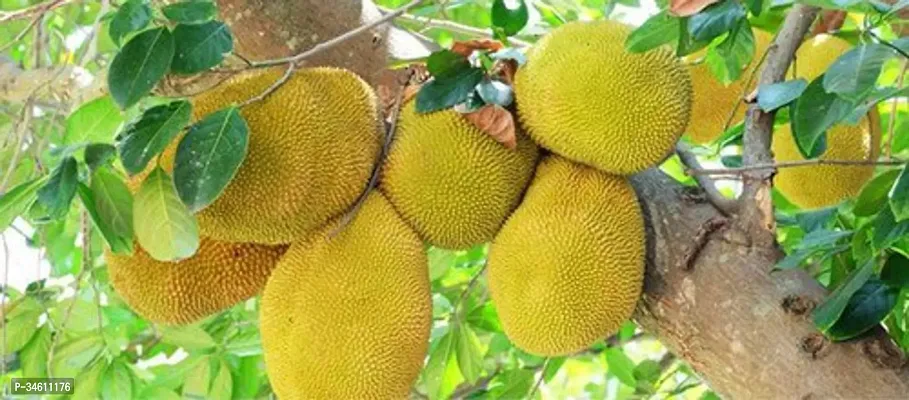 Natural Jackfruit Plant