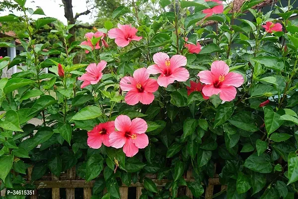 Natural Hibiscus Plant-thumb0