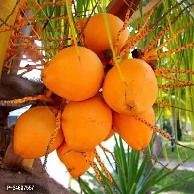 Natural Coconut Plant-thumb0