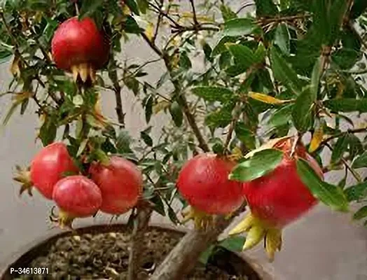 Natural Pomegranate Plant-thumb0