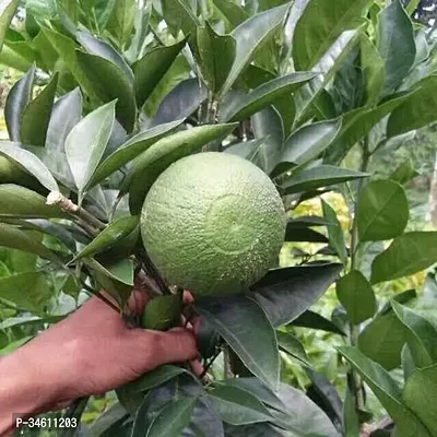 Natural Lemon Grass Plant