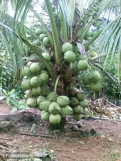 Natural Coconut Plant-thumb0