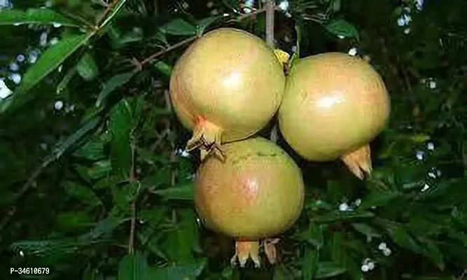 Natural Pomegranate Plant-thumb0