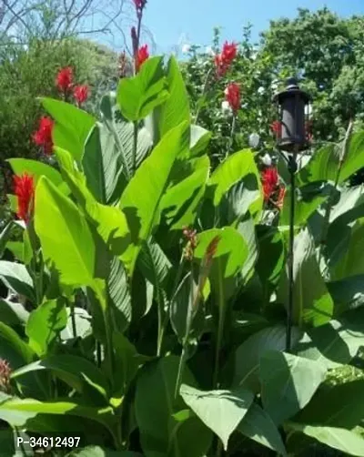 Natural Bird Of Paradise Plant-thumb0