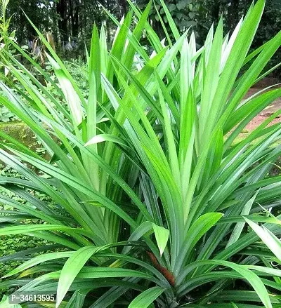 Natural Basmati Plant-thumb2