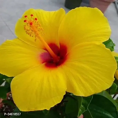 Natural Hibiscus Plant-thumb0