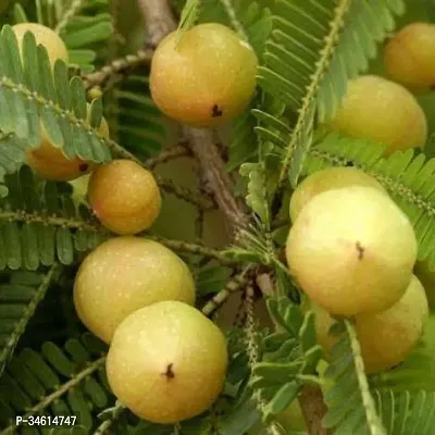 Natural Amla Plant-thumb0