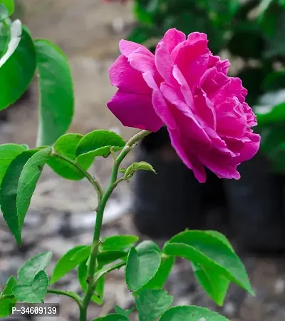 Natural Rose Plant-thumb0