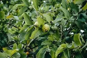 Natural Guava Plant-thumb1