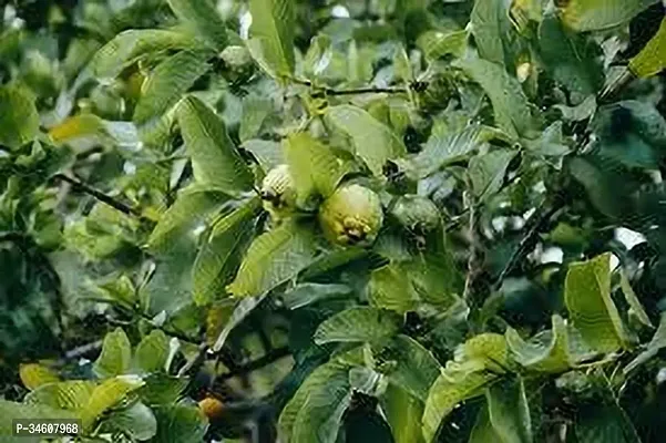 Natural Guava Plant-thumb2