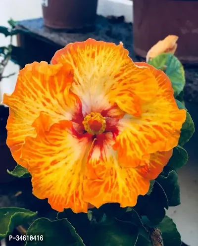 Natural Hibiscus Plant-thumb0