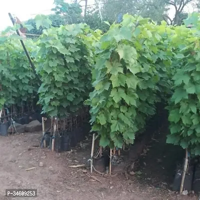 Natural Grape Plant-thumb2