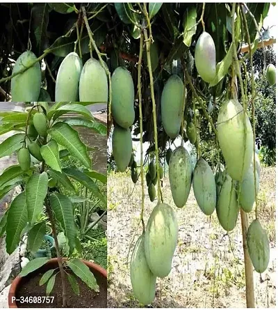 Natural Mango Plant-thumb0