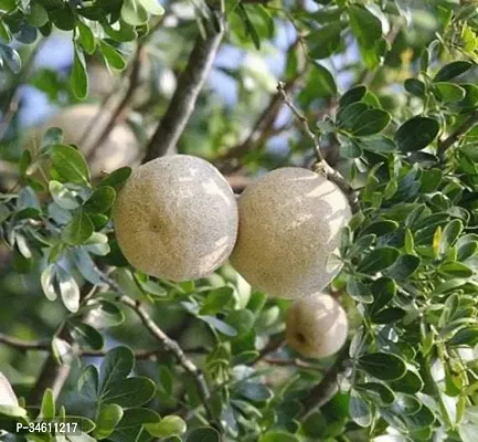 Natural Custard Apple Plant-thumb0