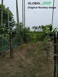 Natural Areca Palm Plant-thumb2