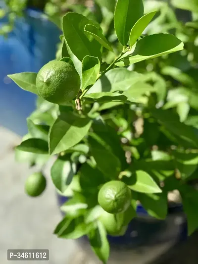 Natural Lemon Plant-thumb0