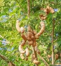 Natural Heart Leaf Oxycardium Plant-thumb2