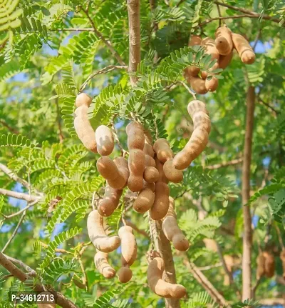 Natural Heart Leaf Oxycardium Plant-thumb3