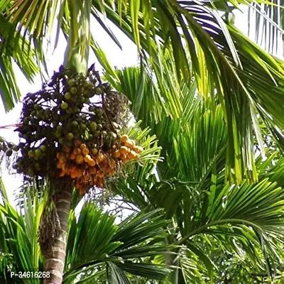 Natural Betel Nutsupari Plant-thumb3