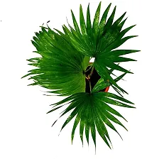 Natural China Palm Plant-thumb1