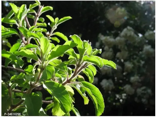 Natural Tulsi Plant-thumb0