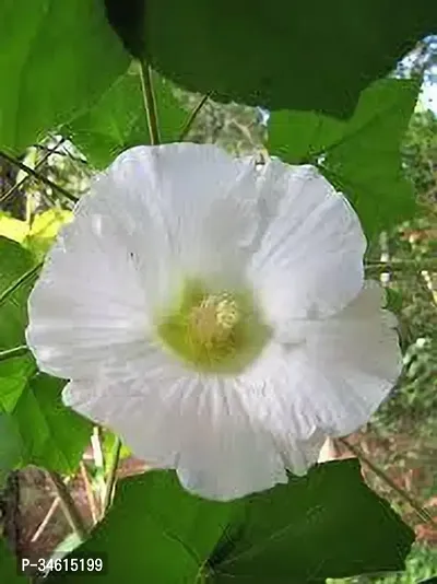 Natural Lotus Plant-thumb0