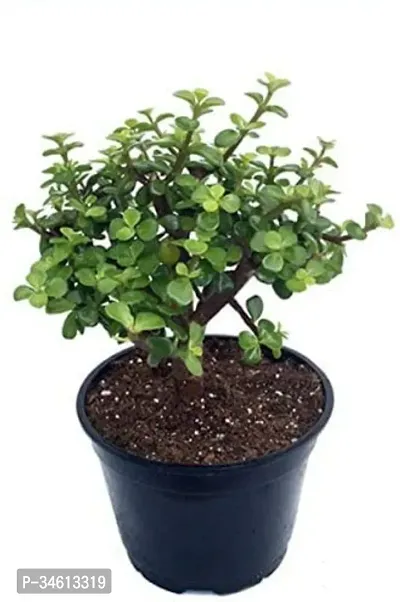 Natural Crassula Plant-thumb0