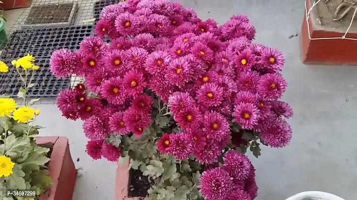 Natural Chrysanthemums Guldavari Plant-thumb2