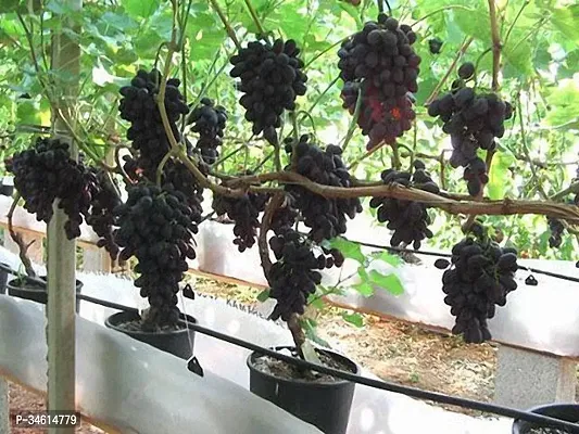 Natural Grape Plant-thumb0