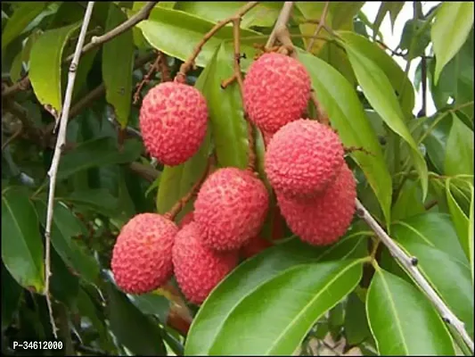 Natural Litchi Plant-thumb0