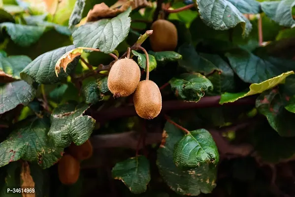 Natural Kiwi Plant-thumb0