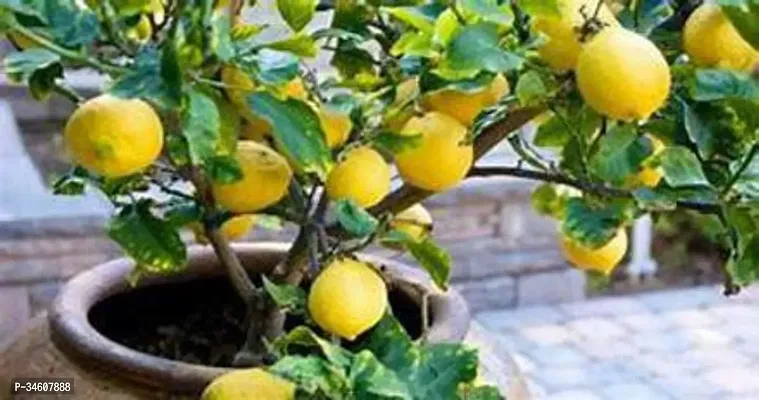 Natural Lemon Plant-thumb3