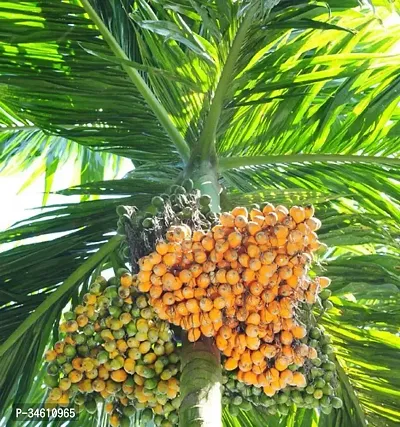 Natural Betel Nutsupari Plant-thumb2