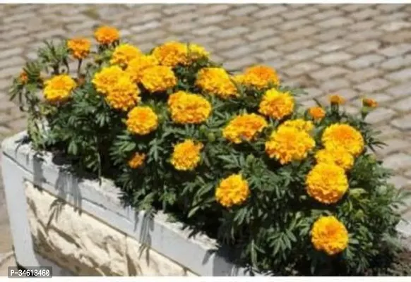 Natural Marigold Plant-thumb0