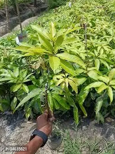 Natural Mango Plant-thumb0