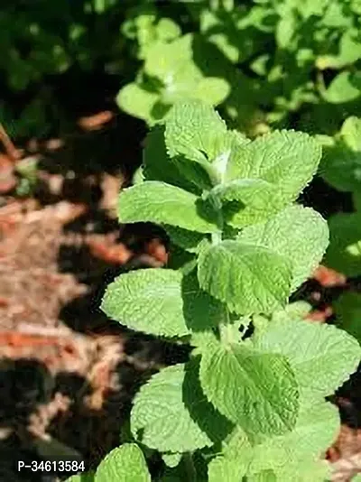 Natural Mint Plant-thumb0