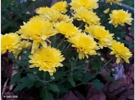 Natural Chrysanthemums Guldavari Plant-thumb2